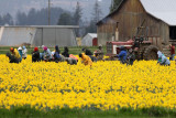 3-12-07 daffodil picking 3156 ttl.jpg