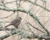 3-12-07 golden crowned sparrow 3233 ttl.jpg
