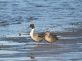 3-14-07 Pintail pair 3443 ttl.jpg