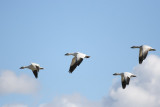 03-14-07 Snow Geese quartet 3550 ttl.jpg