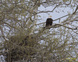 Eagle and nest_3763 ttl.jpg