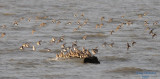 Dunlins_3862 ttl.JPG