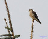 3-21-07 Kestrel crop 2 3974 ttl.jpg