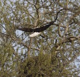 3-26-07 eagle_4306 ttl.jpg