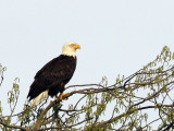 3-26-07 eagle 4285 adj ttl.jpg