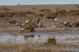3-26-07 eagles 4198 ttl.jpg