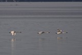 3-27-07 low flying swans 4260r.jpg