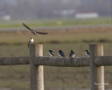 3-26-07 swallows on rail 4320 ttl.jpg