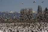 4-03-07 snowgeese flyoff 4909 ttl.jpg
