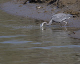 4-03-07 Heron fishing 5004 r.JPG