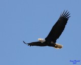 4-03-07 eagle soaring_4797 ttl.jpg