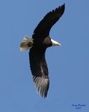 4-03-07 eagle soaring_4818 edit ttl.jpg