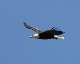 4-03-07 eagle soaring_4824 r.JPG
