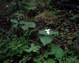 trillium_5302 s r.jpg