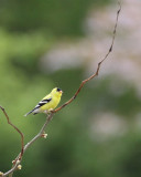 4-28-07 goldfinch 5687 c1 r.jpg