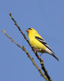 4-30-07 Goldfinch Wylie_5715 c1r.jpg