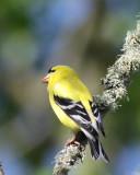 4-30-07 Goldfinch Wylie_5724 c2.JPG