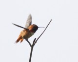 4-30-07 rufous hummer flt 5823c1r.jpg