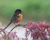 5-2-07 rs towhee in the rain 5843 c1r.jpg