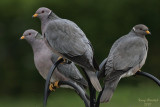 5-2-07band-tailed pigeon 5856 c1ed r.jpg