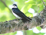 5-07-07 tree swallow 6094c1r.jpg