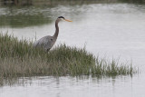 5-07-07 heron 5975 c1r.JPG