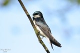 5-07-07 tree swallow 6075ffr.JPG