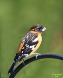 5-09-07 bh grosbeak 6144 edr.jpg