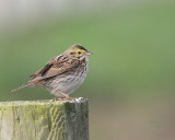 5-07-07 Savannah Sparrow 6035 c1r.jpg