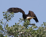 5-11-07 george landing on perch 6394c2r.jpg