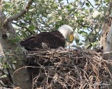5-14-07 george or martha on the nest 6472 c2r.jpg