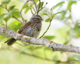 5-14-07 song sparrow 6542 c1r.jpg