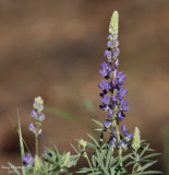 5-29-07 lupine 7074 c1r.jpg