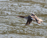 5-29-07 merganzer Wenatachee R 7027 c1r.jpg