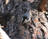 5-29-07 white breasted nuthatch Wenatchee R 1cr.jpg