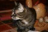  Charlie 0265 r.jpg