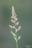 6-12-07 grass and cobweb 7429r.jpg
