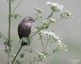 6-12-07 fm cowbird 7487r.jpg