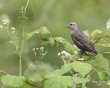 6-12-07 fm cowbird 7488r.jpg