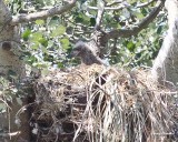 6-8-07 eaglet 7146 r.jpg