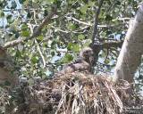 6-8-07 eaglet 7234 r.jpg