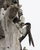 6-18-07 Tree swallow and younguns 7802 c1r .jpg