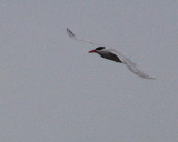 6-18-07 caspian tern 7648r.jpg