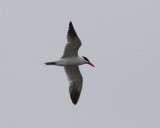 6-18-07 caspian tern 7650r.jpg