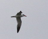 6-18-07 caspian tern 7651r.jpg