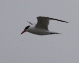 6-18-07 caspian tern 7657r.jpg