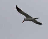 6-18-07 caspian tern 7662r.jpg
