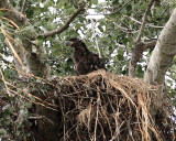 6-18-07 eaglet 7668r.jpg