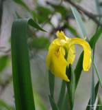 6-18-07 fleur de lis Iris l7828 c1r.jpg