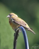 6-20-07 crossbill 7925r.jpg